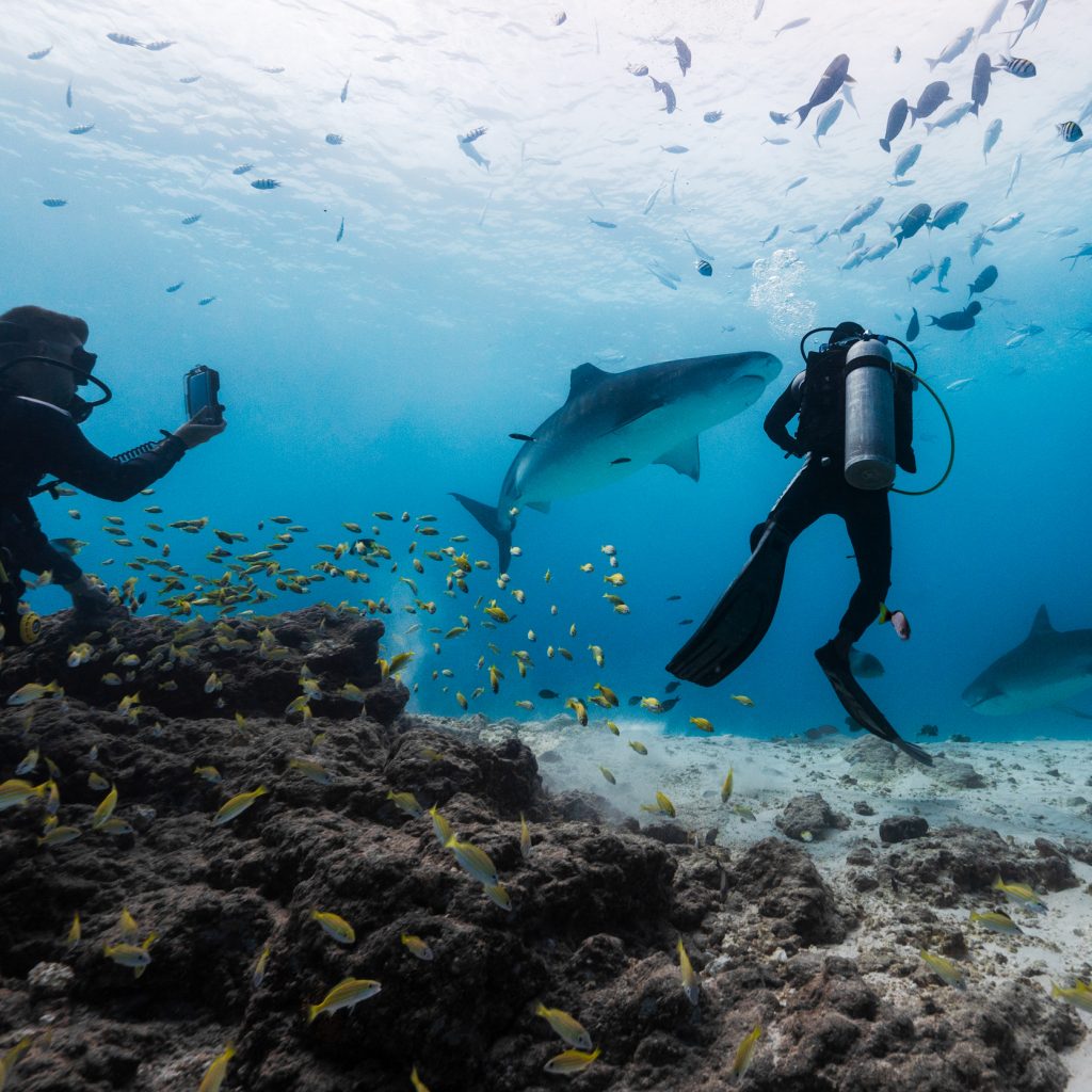 Tiger Shark Diving