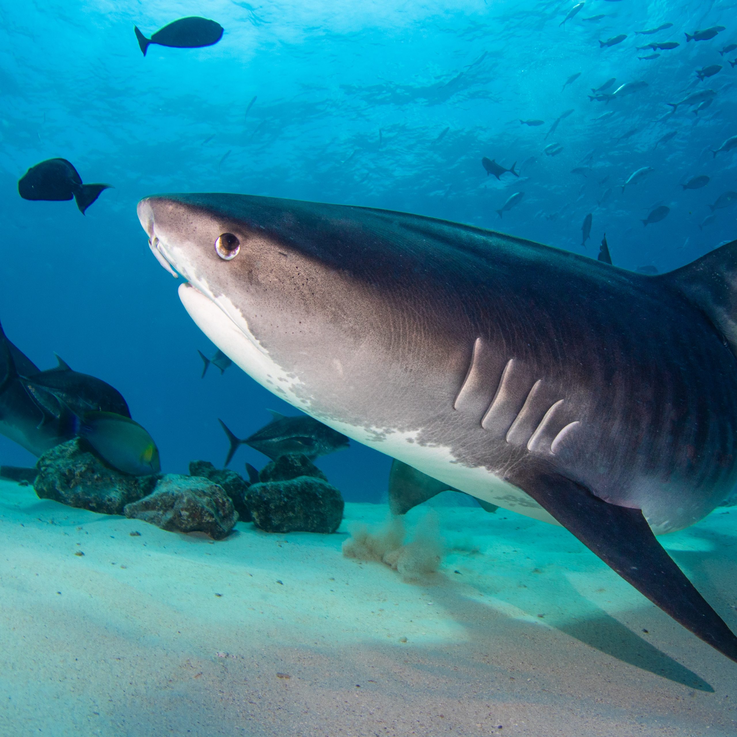 Tiger shark at Tiger Point