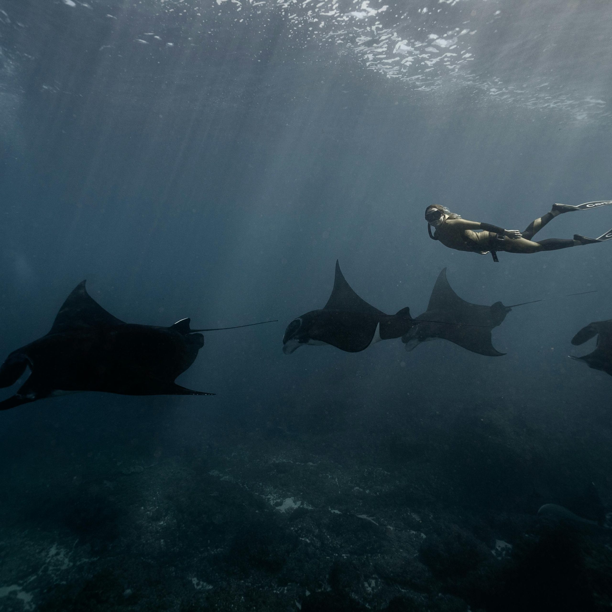 Manta ray encounter