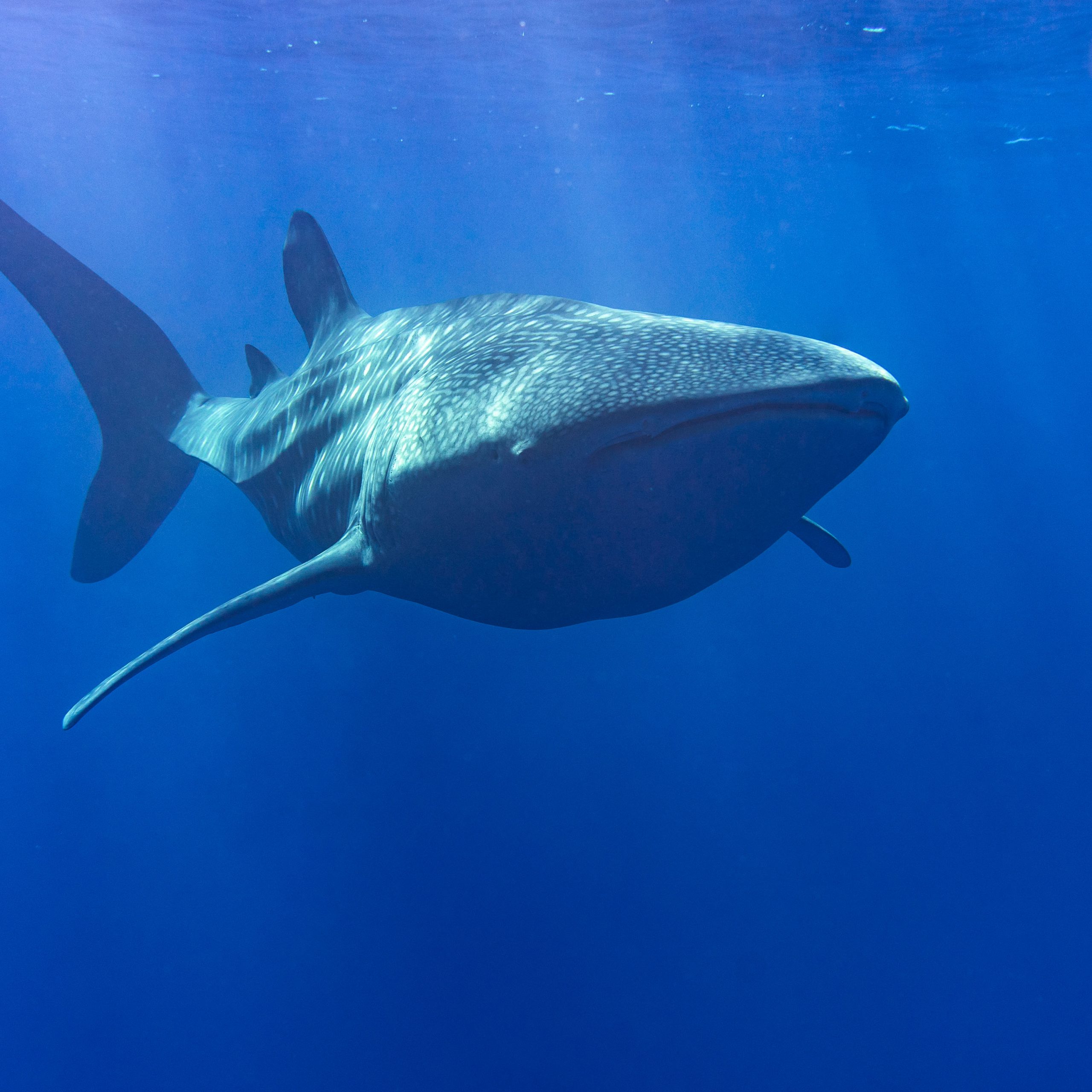 Tiger shark close up