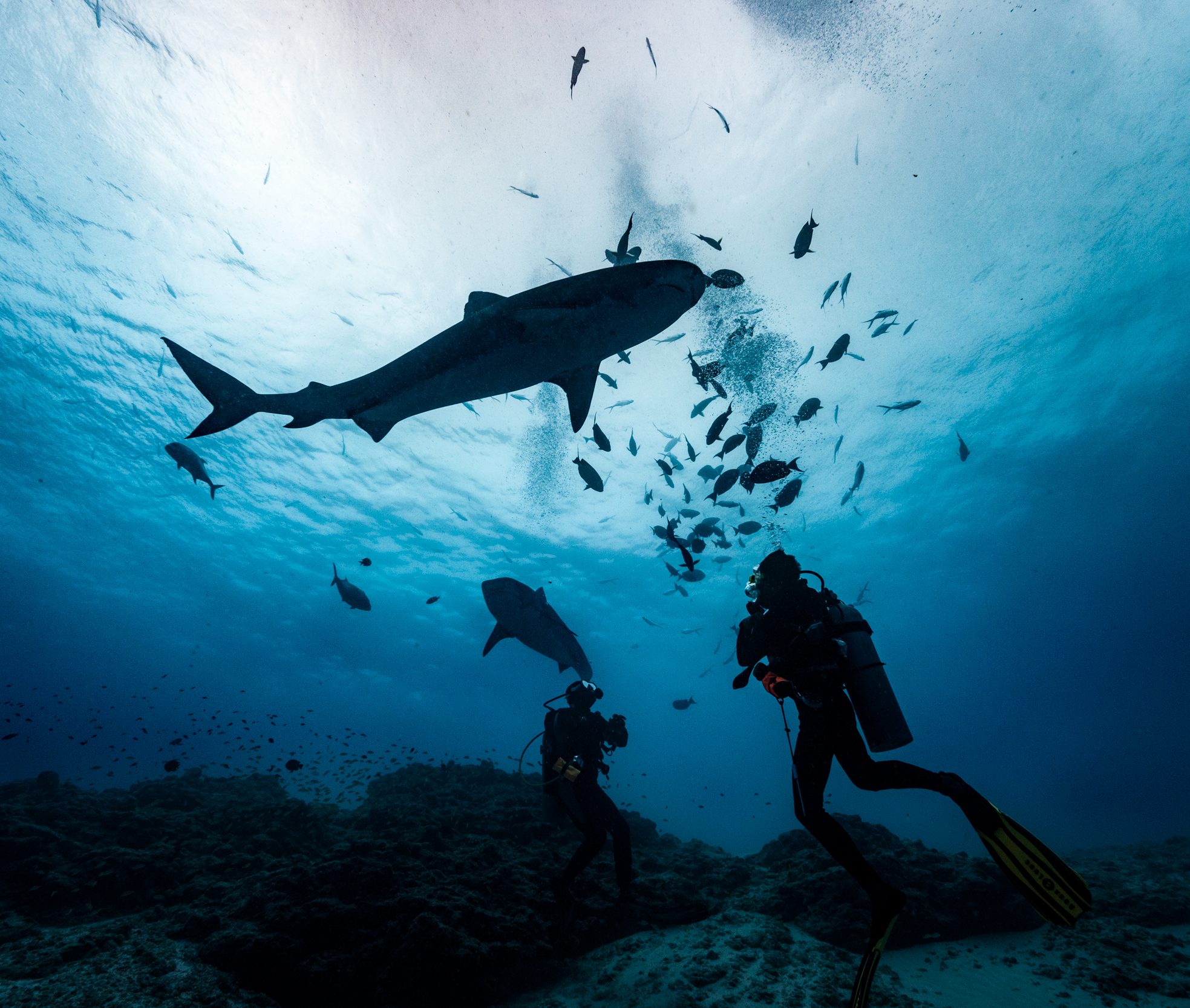 Tiger shark diving in Fuvahmulah